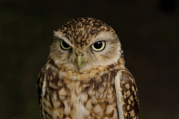 Northern pygmy owl (Glaucidium gnoma)_1