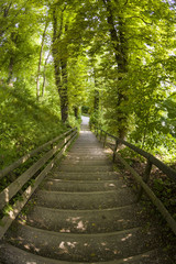Obraz premium Fish-eye View of Stairs in a Forest in Summer