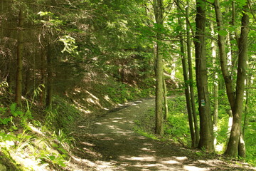 Obraz premium rural road into the forest