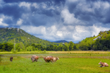 Fototapeta na wymiar Cows on a meadow