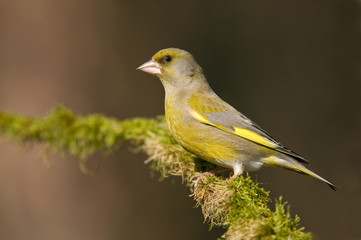 Fototapeta premium Greenfinch