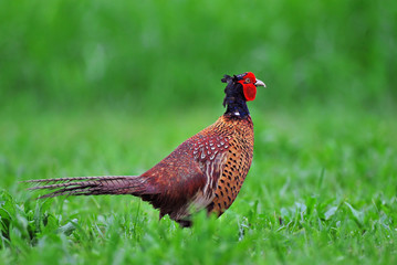Pheasant