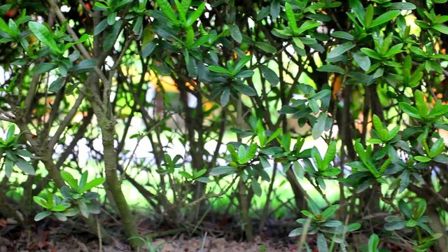 Landscape view of Red Ixora coccinea. Video shift motion