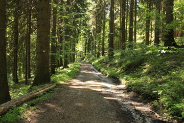 Fototapeta na wymiar rural road into the forest