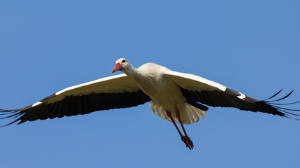 Weißstorch im Flug