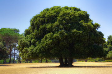 Oak tree