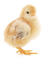 Small chicken