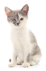 Obraz premium Kitten on a white background