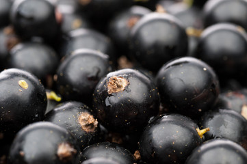 black currant background