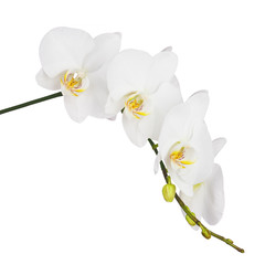 Orchid isolated on white background.