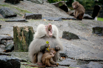 Big mouth baboon