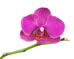 Very rare purple orchid isolated on white background.