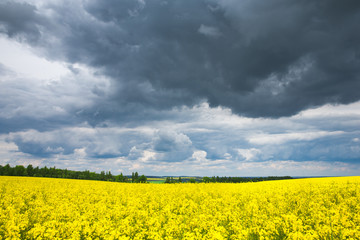 Obraz premium fields