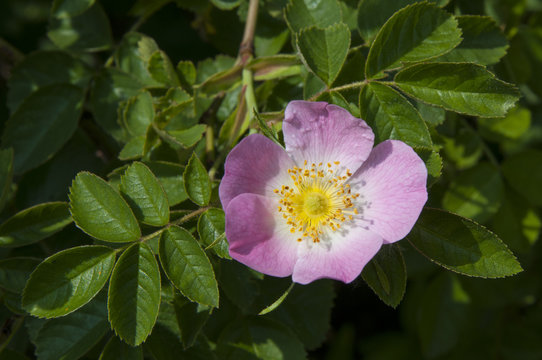 Rosa canina rose hip blossom