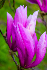 Manolie in ihrer Bl&uuml;tezeit