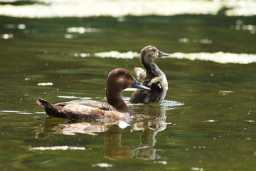 Common Pochard, Pochard, Aythya ferina