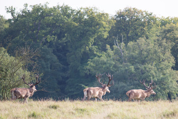 Red deer