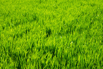 Green grass texture from a field