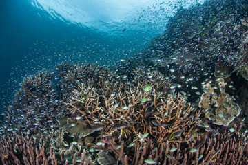 Naklejka na ściany i meble Diverse Pacific Reef 1
