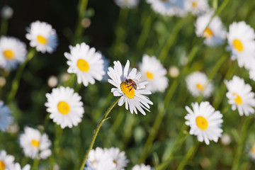 Fototapeta premium Green flowering meadow with white daisies and honey bee.