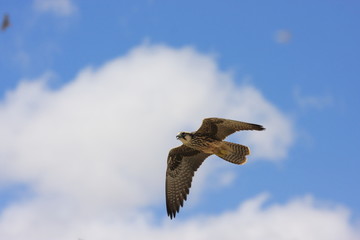 falco lanario uccello rapace in volo
