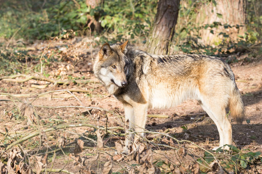 timber wolf in forest