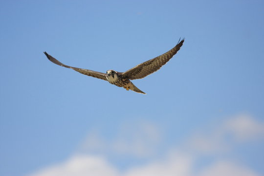 falco lanario uccello rapace in volo
