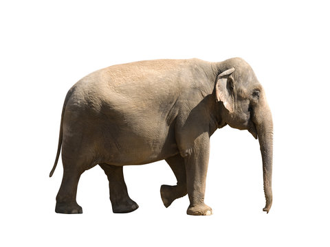 elephant,