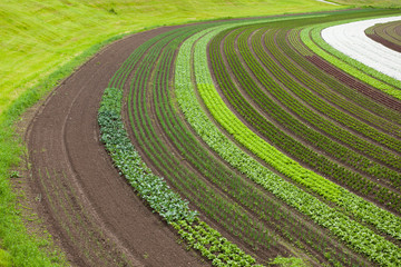 cultivated land with vegetable patches