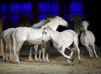 Beautiful lusitano horses galloping