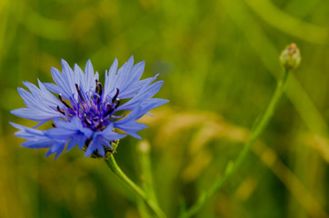 Obraz premium Kornblume mit Knospe