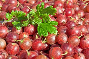 Stachelbeeren - Ribes grossularia