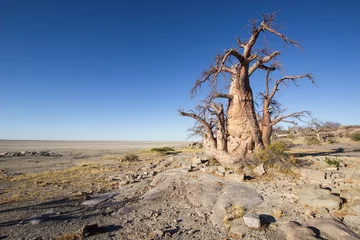 Photo sur Aluminium Baobab île de Kubu