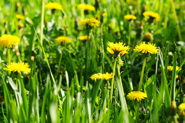 Yellow dandelions.