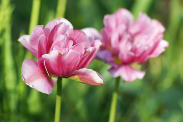 Two pink tulips in the garden.