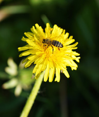 Dandelion flower with bee.
