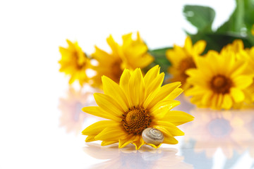bouquet of yellow daisies with a snail