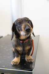 Dog at table from veterinarian