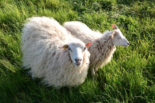 Schafe im grünen Gras auf einem Deich