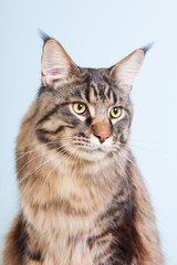 Maine coon cat on blue
