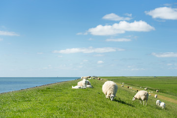 Sheep at the Dutch dike