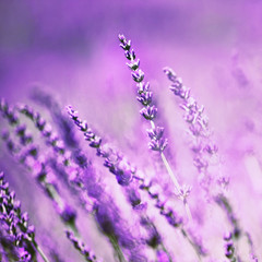 Beautiful lavender flower