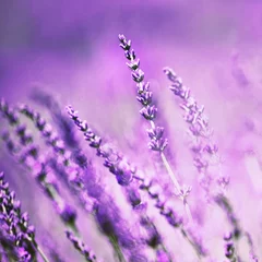 Fotobehang Beautiful lavender flower © robsonphoto