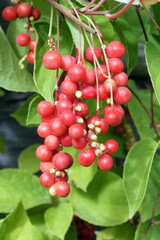 Chinese magnolia vine berries