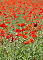 Naklejka premium field with poppies