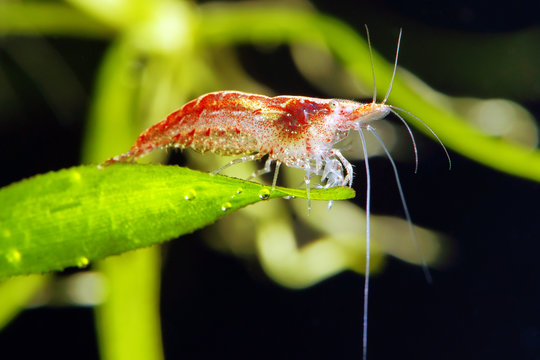 cherry  freshwater shrimp