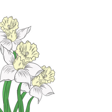 Narcissus flowers isolated on white background