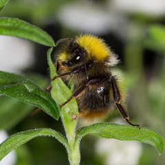 kleine Hummel mit gelber Mähne
