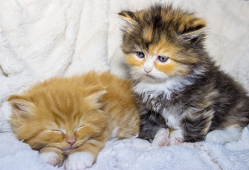 Mainecoon Katzen