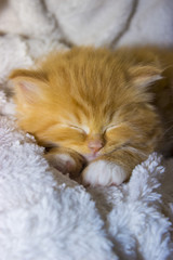 Mainecoon Katzen